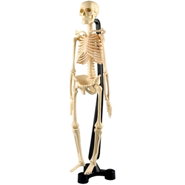 Menneske skelet  - 46 cm