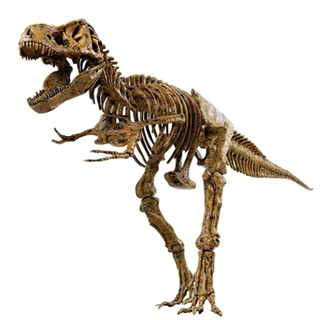 T-REX skelet, 91 cm
