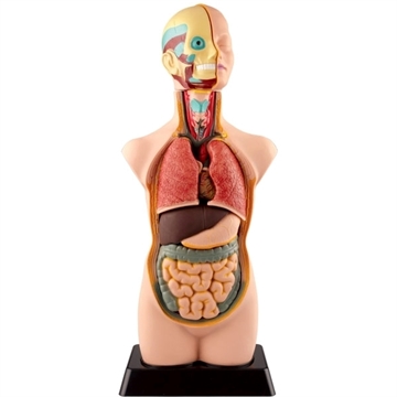 Anatomisk model 50 cm