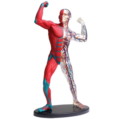 Anatomi model, muskler og skelet