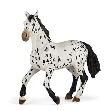 Appaloosa hest