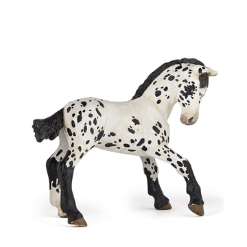 Appaloosa føl