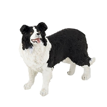 Border collie hund