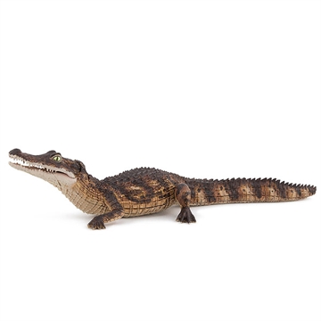 Caiman