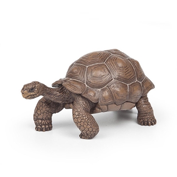 Galapagos skildpadde