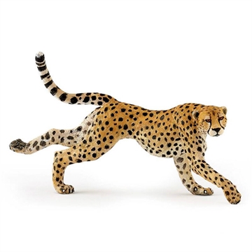 Løbende gepard